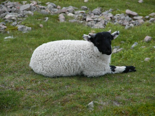 Skotsko ovce